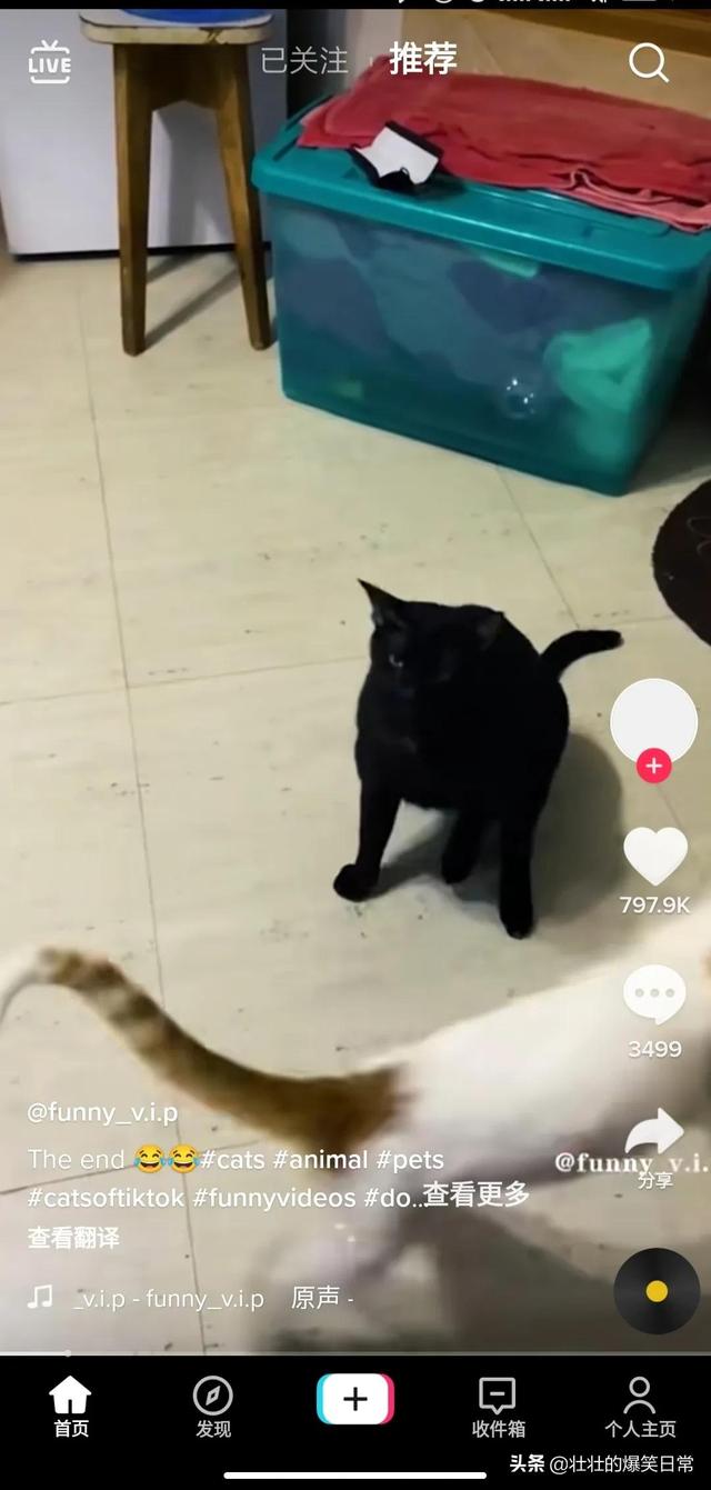 如何使用海外版抖音（国内怎样使用tiktok）-网创财富岛