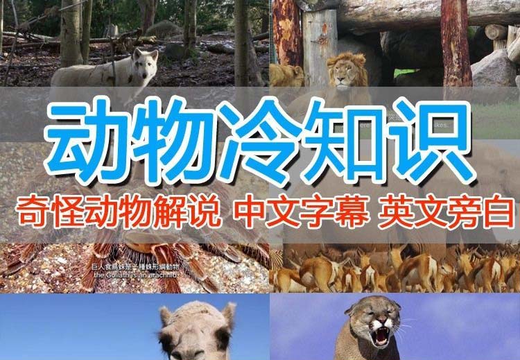 【副业项目6380期】外面卖1699的国外纪录片解说（动物解说、美食、动画片）稳过中视频-网创财富岛
